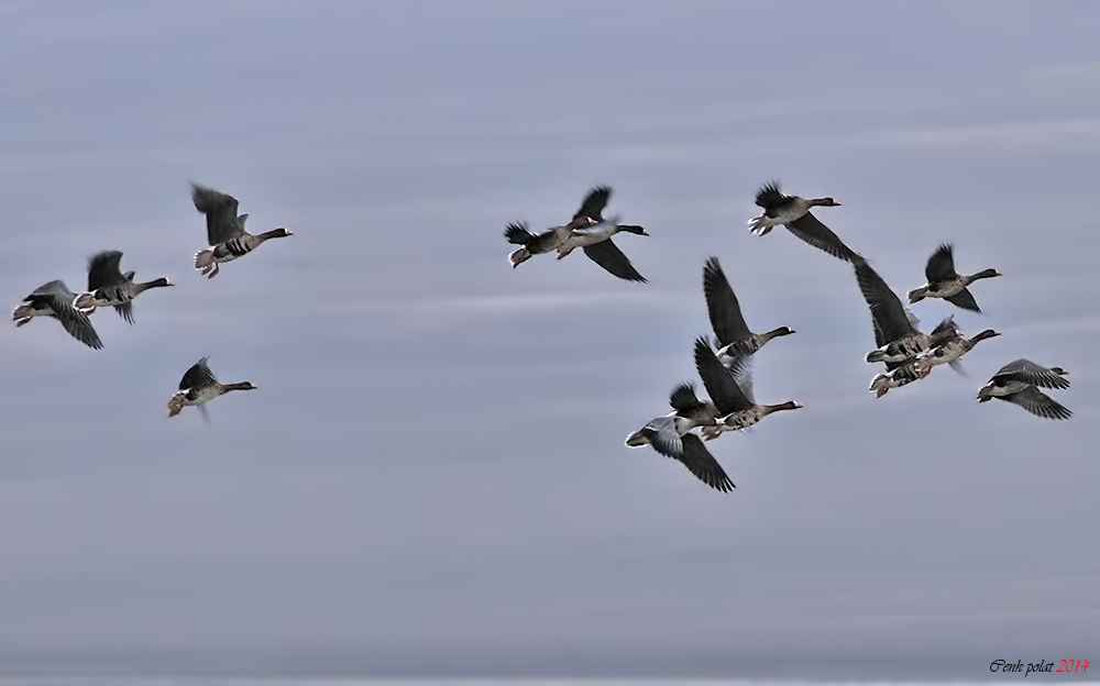 Greater White-fronted Goose
